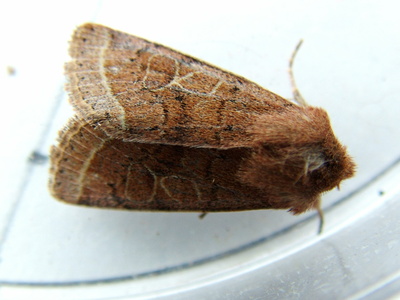 Common Quaker